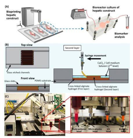生物工程領(lǐng)域：3D打印技術(shù)應(yīng)用