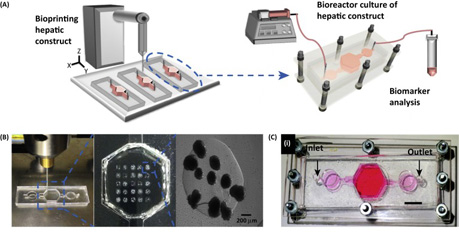 生物工程領(lǐng)域：3D打印技術(shù)應(yīng)用