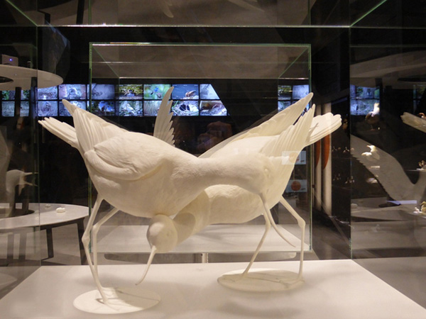 比利時(shí)Zwin自然保護(hù)區(qū)用3D打印鳥迎接游客