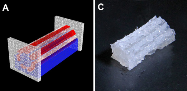 荷蘭開辦組織工廠發(fā)展3D生物打印技術(shù)