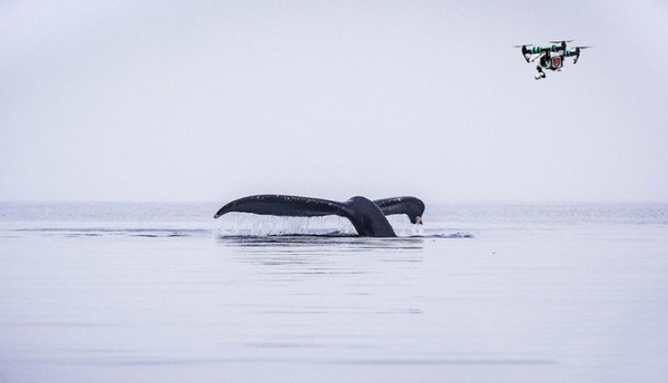 研究人員借3D打印無(wú)人機(jī)研究制定鯨魚(yú)保護(hù)策略