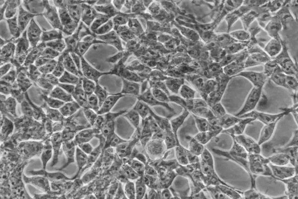 用3D打印件和智能手機(jī)DIY一個(gè)活細(xì)胞成像設(shè)備