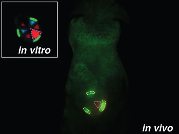 3D打印植入物biobots可以在體內(nèi)分配藥物劑量