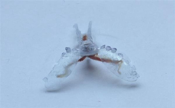 科學(xué)家用蛞蝓肌肉和3D打印制造出生物混合機器人