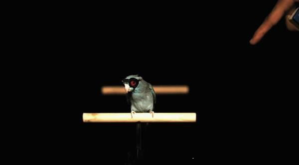 戴著3D打印護(hù)目鏡的鸚鵡你見過嗎？