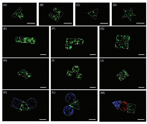 沈陽自動化所在微納機(jī)器人與生物醫(yī)學(xué)交叉領(lǐng)域取得進(jìn)展