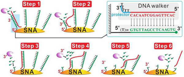 上海應(yīng)物所等在DNA分子機(jī)器領(lǐng)域取得進(jìn)展