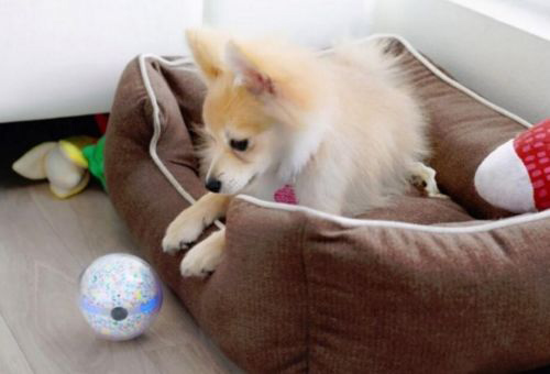 家中寵物好伙伴——機(jī)器人Pebby