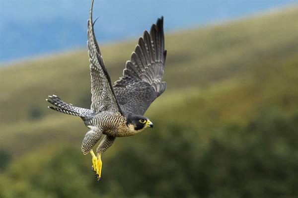 BAE系統(tǒng)用受游隼啟發(fā)的3D打印羽毛改進飛機機械性能