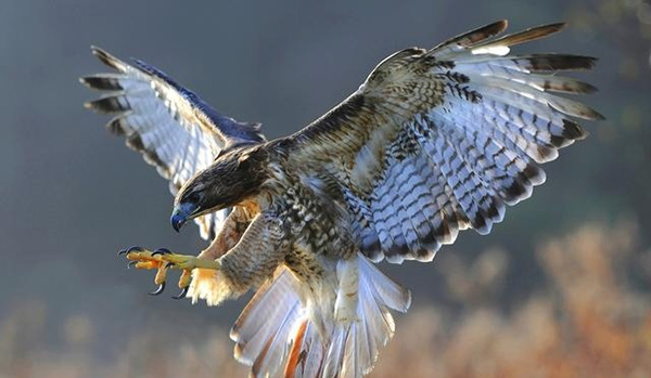 Metal Heart獲資1.23億美元開發(fā)南非首款金屬3D打印機(jī)