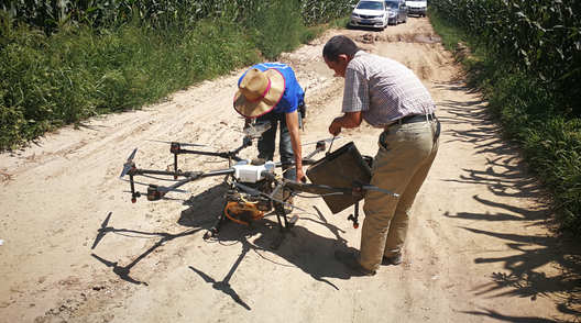 內(nèi)蒙古自治區(qū)呼和浩特土默特左旗突發(fā)紅蜘蛛蟲害，當?shù)亓帜翗I(yè)局7月31日的統(tǒng)計數(shù)據(jù)顯示：120萬畝玉米中有76萬畝受災。估計將會造成10-70%的減產(chǎn)。當?shù)剞r(nóng)民對此也曾非常悲觀，玉米的間隙已經(jīng)很小、人工與地面植保機械已經(jīng)無法作業(yè)，他們認為能有50%的收成就不錯了。但植保無人機的到來讓情況變得樂觀，一架無人機一天可以防治300畝面積，現(xiàn)在有50架無人機在作業(yè)。預計可以保住70-80%的產(chǎn)量。8月9日，環(huán)球網(wǎng)無人機記者跟隨大疆MG-1S農(nóng)業(yè)無人機現(xiàn)場感受作業(yè)場景。  現(xiàn)場：大疆農(nóng)業(yè)無人機MG-1S農(nóng)藥噴灑