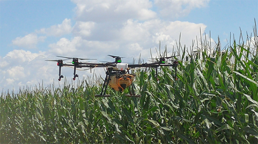 內(nèi)蒙古自治區(qū)呼和浩特土默特左旗突發(fā)紅蜘蛛蟲害，當?shù)亓帜翗I(yè)局7月31日的統(tǒng)計數(shù)據(jù)顯示：120萬畝玉米中有76萬畝受災。估計將會造成10-70%的減產(chǎn)。當?shù)剞r(nóng)民對此也曾非常悲觀，玉米的間隙已經(jīng)很小、人工與地面植保機械已經(jīng)無法作業(yè)，他們認為能有50%的收成就不錯了。但植保無人機的到來讓情況變得樂觀，一架無人機一天可以防治300畝面積，現(xiàn)在有50架無人機在作業(yè)。預計可以保住70-80%的產(chǎn)量。8月9日，環(huán)球網(wǎng)無人機記者跟隨大疆MG-1S農(nóng)業(yè)無人機現(xiàn)場感受作業(yè)場景。  現(xiàn)場：大疆農(nóng)業(yè)無人機MG-1S農(nóng)藥噴灑