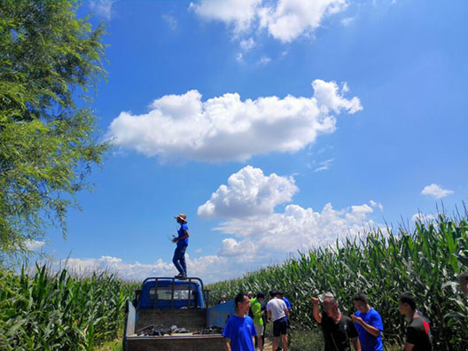 內(nèi)蒙古自治區(qū)呼和浩特土默特左旗突發(fā)紅蜘蛛蟲害，當?shù)亓帜翗I(yè)局7月31日的統(tǒng)計數(shù)據(jù)顯示：120萬畝玉米中有76萬畝受災。估計將會造成10-70%的減產(chǎn)。當?shù)剞r(nóng)民對此也曾非常悲觀，玉米的間隙已經(jīng)很小、人工與地面植保機械已經(jīng)無法作業(yè)，他們認為能有50%的收成就不錯了。但植保無人機的到來讓情況變得樂觀，一架無人機一天可以防治300畝面積，現(xiàn)在有50架無人機在作業(yè)。預計可以保住70-80%的產(chǎn)量。8月9日，環(huán)球網(wǎng)無人機記者跟隨大疆MG-1S農(nóng)業(yè)無人機現(xiàn)場感受作業(yè)場景。  現(xiàn)場：大疆農(nóng)業(yè)無人機MG-1S農(nóng)藥噴灑