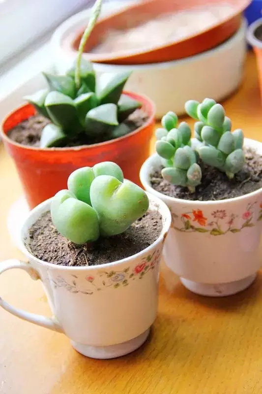 限量搶定 | 北京童程童美精彩植樹主題活動招募中！更有免費名額等你來！