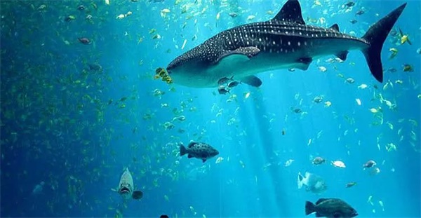 2019哈佛親子研學(xué)營報(bào)名啟動(dòng)！探訪世界名校，領(lǐng)略前沿編程知識(shí) 